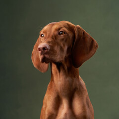 A Viszla dog looks off to the side with a thoughtful expression. The contrast of the green...