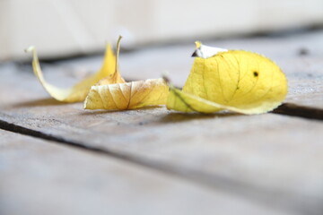 Falling leaves natural background. Autumn background.