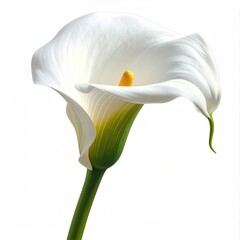 Single white calla lily with a yellow pistil, green stem and spadix against a pure white background
