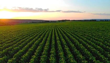 Sunset over a soybean field
