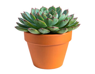 Succulent in terracotta pot