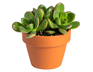 Small succulent in terracotta pot