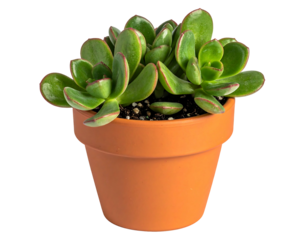 Small succulent in terracotta pot