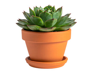 Succulent in terracotta pot (1)