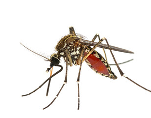 Close-up of a mosquito, segmented body, intricate patterns, dark and light markings,  reddish-brown thorax, detailed anatomy