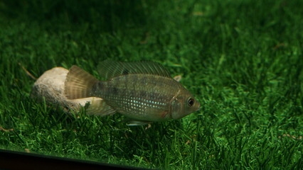 black tilapia consumption fish aged 3 months and 1 month