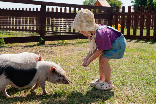 Little child girl on a farm stroking cute minipigs