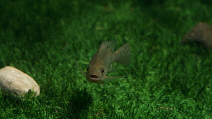 black tilapia consumption fish aged 3 months and 1 month