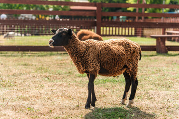 Brown sheep in a pen on a farm in summer