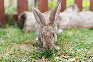 Cute rabbits run in a pen on the farm in the summer