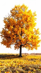 Solitary deciduous tree ablaze with golden autumn foliage, standing in a field of fallen leaves against a white background