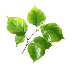 Fototapeta premium A vibrant green branch with four pointed leaves is isolated against a white background, showcasing fresh, glossy foliage