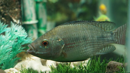Fototapeta premium black tilapia consumption fish aged 3 months and 1 month