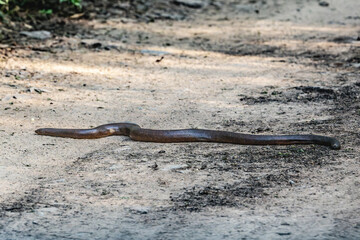 an indian red sand boa 