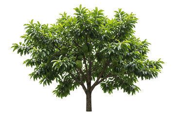 Fototapeta premium Soursop Tree with Ripe Fruits isolated on transparent cutout background, cut out, png