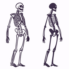 Skeleton. Human skeleton silhouette - bones, ribs, spine, skull, joints, arms, legs. Complete human structure, anatomically correct realistic vector illustration