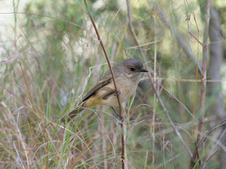 Australian Golden Whistler (Pachycephala pectoralis) perched on a thin branch in Australian bush.
