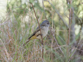 Australian Golden Whistler (Pachycephala pectoralis) perched on a thin branch in Australian bush.