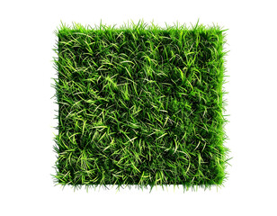 Close-up square patch of vibrant green grass