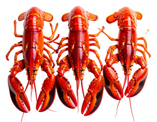 Three vibrant red lobsters, close-up (1)