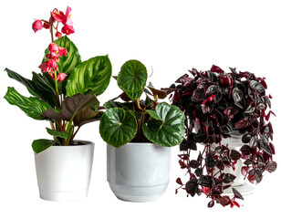Three potted houseplants in white pots