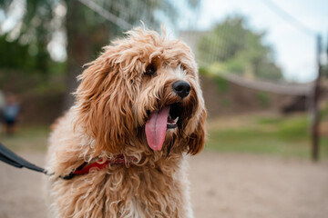 A close portrait of a charming curly brown dog of breed Labradoodle or Cavapoo outdoor on the sand.