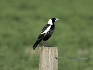 Australian Magpie (Gymnorhina tibicen) perched on a fence post at Maitland NSW Australia with green pasture background.