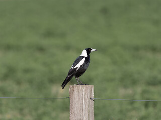Australian Magpie (Gymnorhina tibicen) perched on a fence post at Maitland NSW Australia with green pasture background.