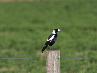 Fototapeta premium Australian Magpie (Gymnorhina tibicen) perched on a fence post at Maitland NSW Australia with green pasture background.