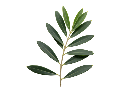 Olive branch with leaves isolated on transparent cutout background, cut out, png