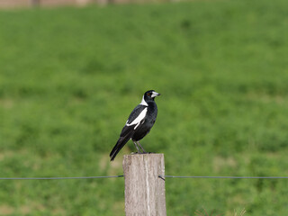 Australian Magpie (Gymnorhina tibicen) perched on a fence post at Maitland NSW Australia with green pasture background.