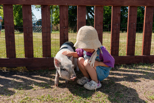 Little child girl on a farm stroking cute minipigs