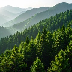 Layered, green evergreen trees cover rolling hills, diminishing into the misty distance. Sunlight filters, creating a scenic, tranquil landscape