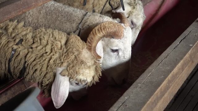 A group of sheep are in a pen with a wooden fence. One ram has a large horn on its head