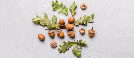 Branch with green oak tree leaves and acorns on colored background, close up top view