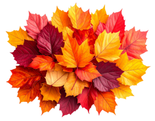  Pile of Autumn Leaves on Forest Floor, Top-Down View, Isolated on Transparent Background