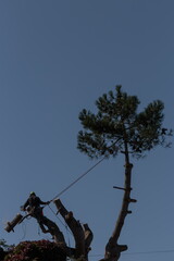 The Back of a Professional Tree Surgeon Unknown Arborist Safety Gear with Falling Pine Blurred Log Clear Blue Sky Background.