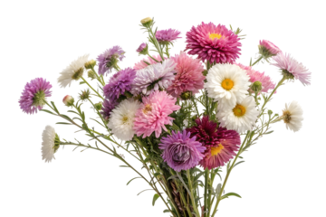 Colorful aster bouquet isolated on a transparent background.