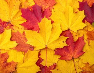 Obraz premium Pile of vivid autumn leaves showcases a mix of warm yellow, vibrant red, and soft orange maple foliage filling frame