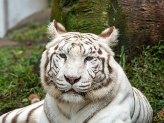 Close-Up of a White Tiger’s Face Showing Striking Stripes and Intense Eyes