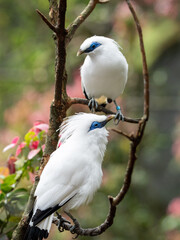 A Pair of Bali Myna Birds Communicating While Perched on a Tree Branch