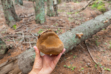 Person holding a polypore mushroom detached from a fallen tree log in a woodland area, exploring nature and foraging