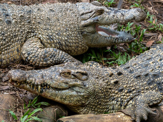 The Faces of Two Crocodiles Close Together Showing Wild Reptile Interaction