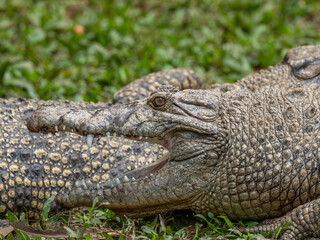 Crocodile Seen from the Side with Mouth Open in Natural Habitat
