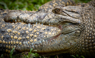 Crocodile Seen from the Side with Mouth Open in Natural Habitat