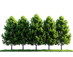 Row of vibrant green trees on a grassy plain