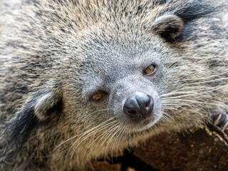Sleepy Binturong Bearcat Face Resting and Sleeping Comfortably on a Tree Trunk in Natural Forest...