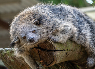 Sleepy Binturong Bearcat Resting and Sleeping Comfortably on a Tree Trunk
