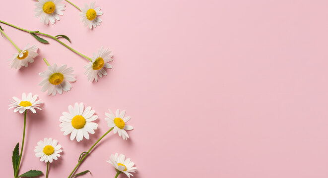 White daisy chamomile flowers with green stems arranged on a flat pastel pink background with copy space.