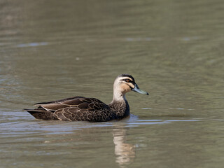 Pacific Black Duck (Anas superciliosa) and reflection swimming in a lagoon with brown coloured water